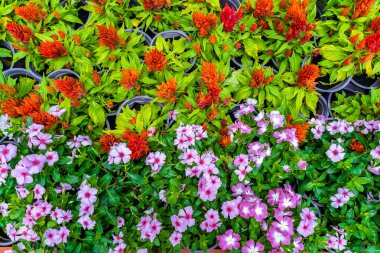 Renkli çiçeklerin karışımı. Karışık çiçeklerin canlı renkleri