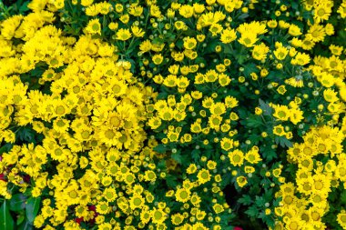 Renkli çiçeklerin karışımı. Karışık çiçeklerin canlı renkleri