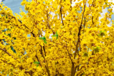 Sarı çiçekli dallarla açan kayısı ağacı eşsiz bir güzellik yaratır. Bu özel yanlış bir ağaç baharda Vietnam 'ın yeni yılındaki şans ve refahı simgeliyor.