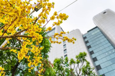 Sarı çiçekli dallarla açan kayısı ağacı eşsiz bir güzellik yaratır. Bu özel yanlış bir ağaç baharda Vietnam 'ın yeni yılındaki şans ve refahı simgeliyor.