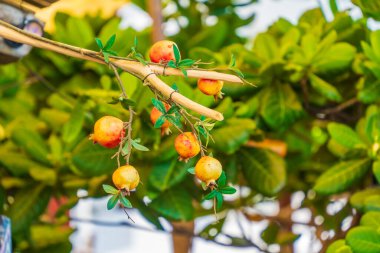 Bahçedeki dallara olgun hurmalar asılıyor. Lezzetli ve olgun meyvenin yanında güzel, çıtır çıtır hurmalar, tatlı ve sulu, sert meyveler..
