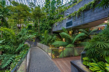 Singapur - 13 Haziran 2024: The Rain Vortex, Singapur 'daki Jewal Changi Havalimanı' nın içinde 40 metre yüksekliğinde bir kapalı şelale. Seyahat kavramı