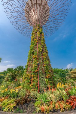 Güneş enerjisiyle çalışan süperağaçlar sabah vakti Singapur 'daki Gardens By The Bay' de mavi gökyüzünde.