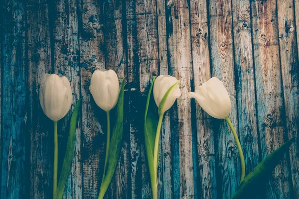 white tulips on wooden background