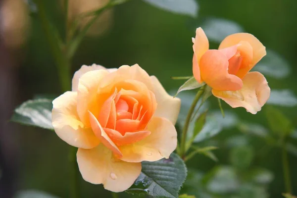 beautiful roses in the garden, close up,