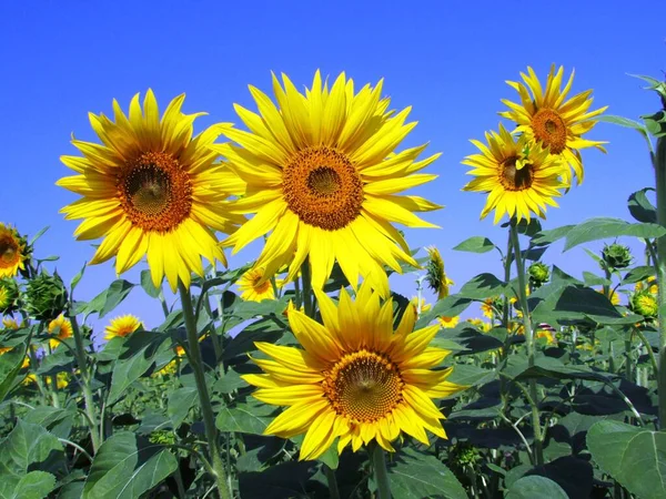 sunflower field, flora and nature