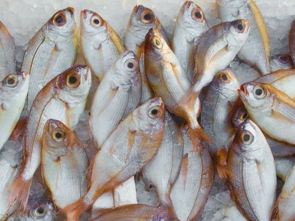 fresh fish on market stall