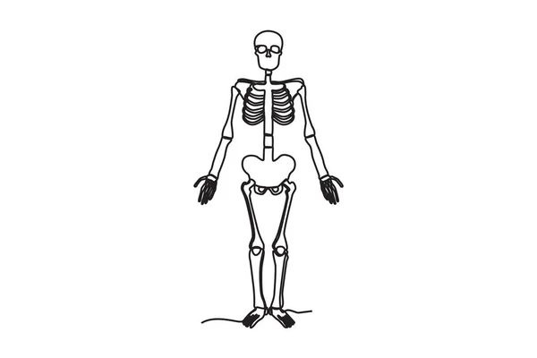 Vista Frontal Esqueleto Humano Desenho Uma Linha Esqueleto Humano — Vetor de Stock