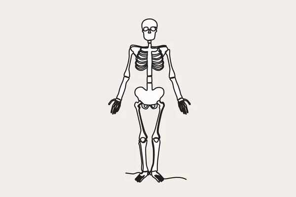 Színes Illusztráció Egy Emberi Csontváz Álló Magas Emberi Csontváz Egyvonalas — Stock Vector