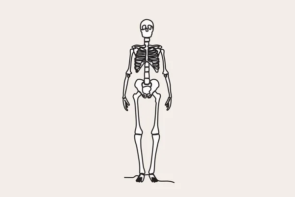 Kolorowa Ilustracja Przedniego Widoku Ludzkiego Szkieletu Ludzki Szkielet Rysunek Jednoliniowy — Wektor stockowy