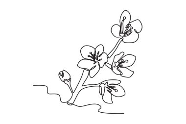 Çiçek açan bir kiraz ağacı. Kiraz çiçeğinin tek sıra çizimi