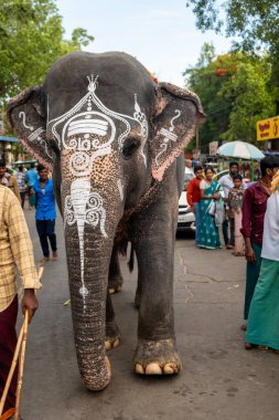 Bu görüntü 11 Haziran 2023 'te Palani City, Tamil Nadu Country India' dan. Fil renkli süslemelerle süslenir ve bir mahout tarafından yönetilir..