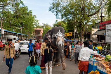 Bu görüntü 11 Haziran 2023 'te Palani City, Tamil Nadu Country India' dan. Görkemli bir Tamil tapınağı fili Hindistan 'da işlek bir caddede yürüyor. Stok Fotoğrafı
