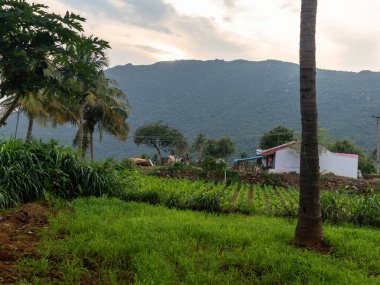 Bu fotoğraf arka planda dağ sırası olan yemyeşil bir tarım arazisini gösteriyor..
