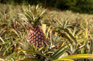 Canlı bir ananas çiftliğinin nefes kesici güzelliği ve çarpıcı stok fotoğraflarımız..