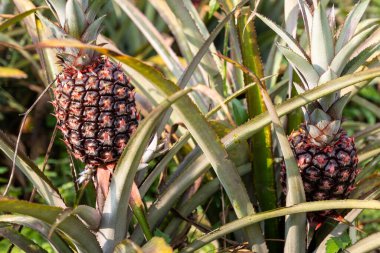 Stok fotoğrafları doğanın cömertliğinin özünü yakalar, gelişen bir ananas çiftliğinin cazibesini ve cazibesini gözler önüne serer..