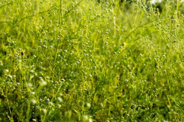 Santa Maria humması Asteraceae familyasından bir çiçek bitkisidir. Amerika 'ya özgüdür ancak Avrupa, Asya ve Afrika dahil olmak üzere dünyanın diğer bölgelerine de tanıtılmıştır. Santa Maria humması birçok yerde yaygın bir ottur.