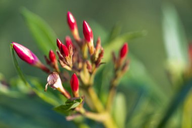 Çiçek açmaya hazır kırmızı zakkum tomurcukları. Tomurcuklar koyu, canlı bir kırmızıdır ve hassas bir tüy tabakasıyla kaplıdır. Zakkum bitkisinin yaprakları koyu yeşildir ve kırmızı tomurcuklara çarpıcı bir kontrasttır..