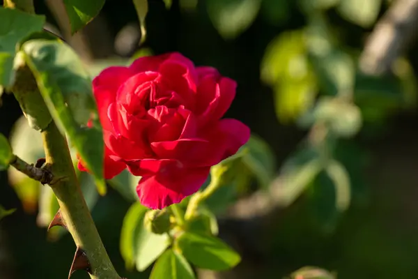 stock image This captivating stock photo collection features stunning camellia rose flowers adorned with vibrant green leaves.