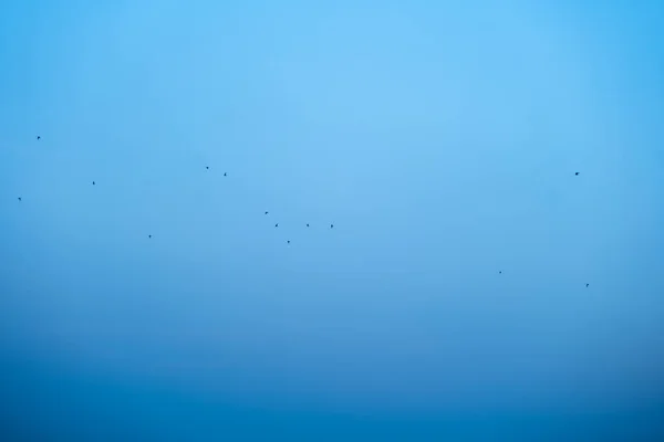 Questa Immagine Circa Mazzo Uccelli Volare Pieno Cielo Blu Foto — Foto Stock