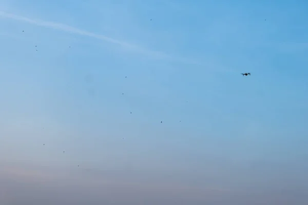 Tanúi Lehettek Légi Lények Elbűvölő Táncának Ahogy Egy Drón Kecsesen — Stock Fotó