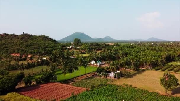 Video Küçük Bir Köydeki Dağ Hindistan Cevizi Çiftliğinin Havadan Görünüşü — Stok video