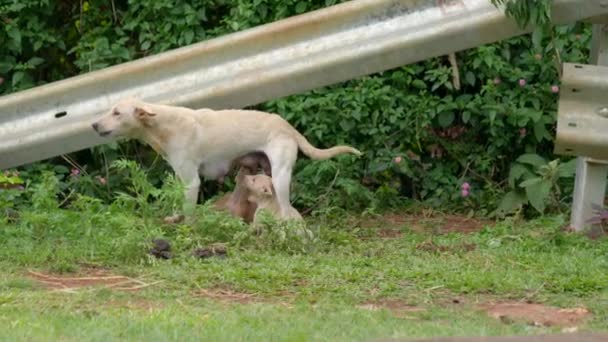 このビデオは白いインドの通りの犬が子犬のごみにミルクを与えていることについてです — ストック動画