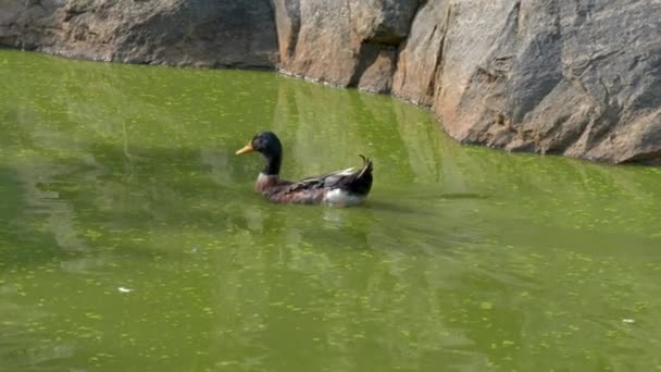 このビデオは 1匹の黒いアヒルが緑色の水の中に3匹のアヒルの群れに加わります アヒルは水中で泳いでいて 太陽は彼らの上に輝いています — ストック動画