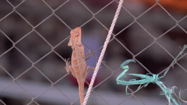 Video Brown Reptile Slowly Moves Fence Its Head Held High — Stock Video