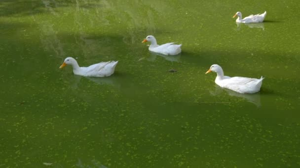 このビデオは 湖の上に浮かぶ白いアヒルのグループ 彼らの羽が太陽の下で輝くことについてです 水は深い緑で 周囲の木々は緑と緑です — ストック動画