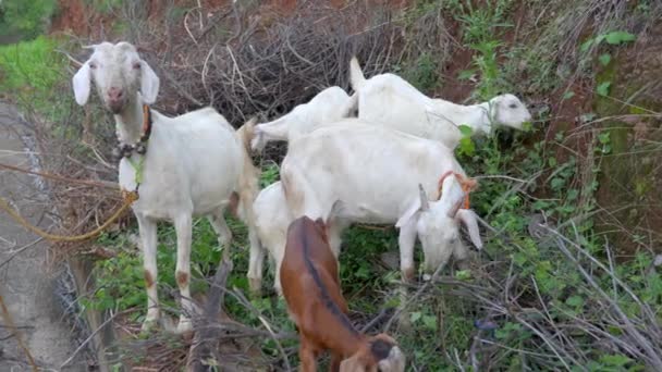 Este Video Trata Sobre Grupo Cabras Que Comen Hojas Medio — Vídeos de Stock