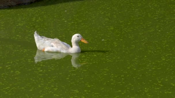 Este Video Trata Sobre Solo Pato Blanco Flota Serenamente Tranquilo — Vídeo de stock