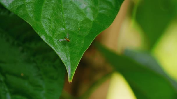Toto Video Komárech Pohybujících Listí — Stock video