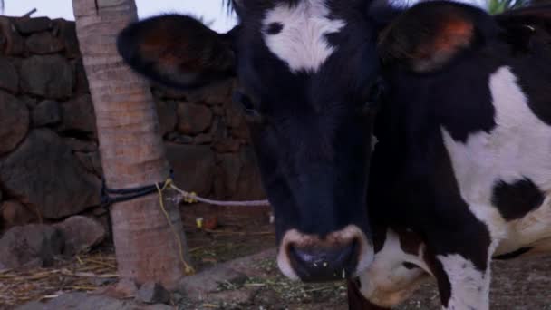 Este Video Acerca Pequeña Vaca Blanca Negra Primer Plano — Vídeos de Stock