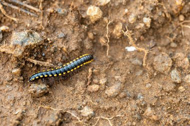 Sarı benekli bir kırkayak çamurda sürünüyor.