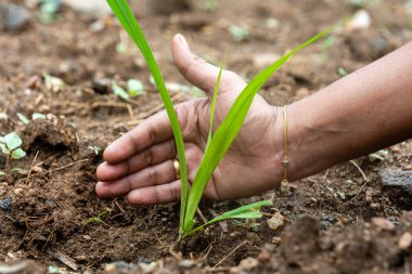 Güneşten tek bir otu kaplayan bir el..