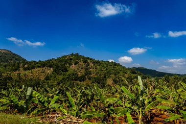 Bereketli yeşil dağlar gök mavisi bir tuval karşısında görkemli bir şekilde yükselirken muz ağaçları altında yavaşça sallanarak tropikal bir cennet yaratıyor..