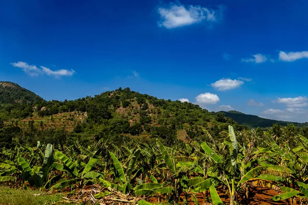 Lush green mountains rise majestically against a canvas of cerulean blue, while banana trees sway gently beneath, creating a tropical paradise.