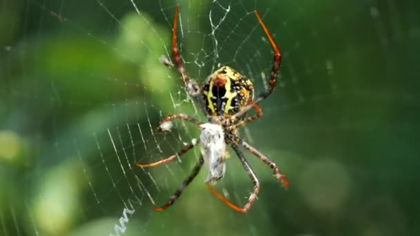 Este Video Trata Sobre Vibrant Spider Architects Web — Vídeos de Stock