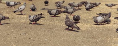 Bir parkta toplanmış büyüleyici bir güvercin görüntüsü.