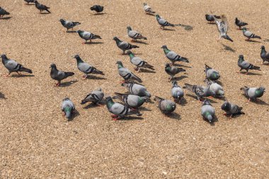 Meraklı bir şehir güvercini sahilin harikalarını yakından inceliyor.