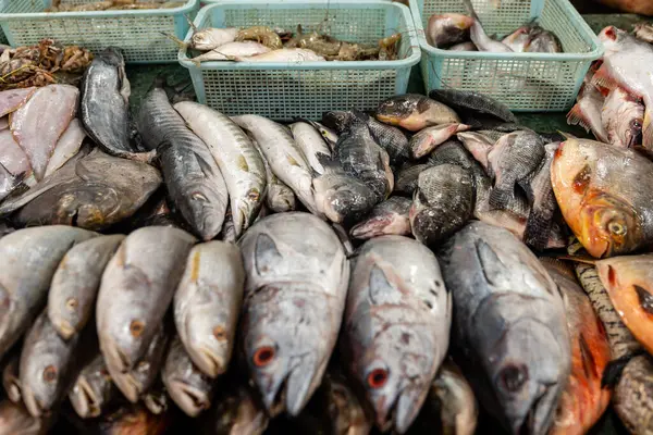 Kalabalık bir Hint balık pazarının kalbine dalın.