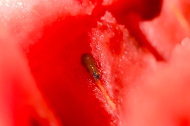 Olgun bir karpuz diliminin canlı kırmızı et ve siyah tohumlarını gösteren yakın plan görüntüsü..