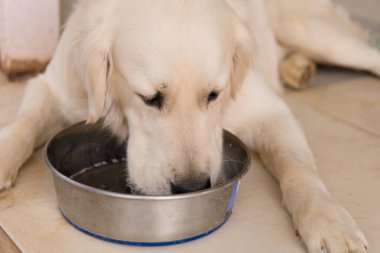 Yumuşak tüylü Golden Retriever köpeğinin iç açıcı yakın çekimi paslanmaz çelik bir kaseden su çekiyor.