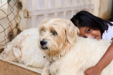 Barınakta bir köpeği nazikçe okşamak için diz çöken genç bir kız sahnesi.