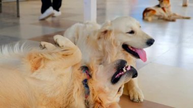 Bu video Golden Retriever köpek yavrularının odada birbirleriyle oynamalarıyla ilgili.