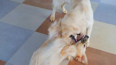 Bu video iki enerjik Golden Retriever güreşçisi hakkında.