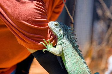 A close-up photo of a green iguana perched calmly in a man's hands clipart