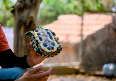 A close-up of a man's hand carefully cupping a small turtle, with a blurred background highlighting the delicate creature. clipart