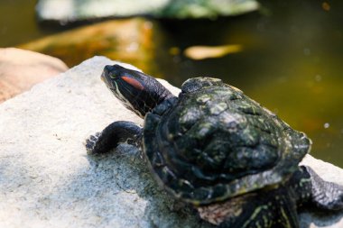 A detailed portrait of a red-eared slider turtle, showcasing of un even shell formed clipart